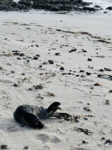 Phoque gris sur la plage de Kersiny près de Ti Marie Ly