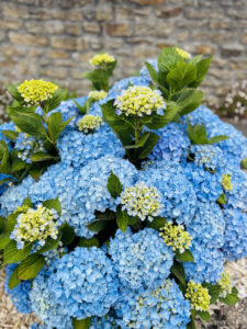 Hortensia