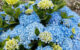 Hortensia