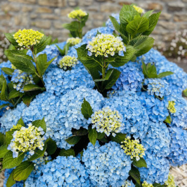 Hortensia